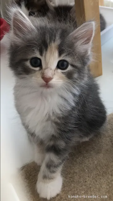 ID：1807-01288の子猫