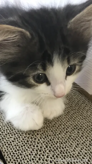 渡辺　恵子 様のお迎えした子猫