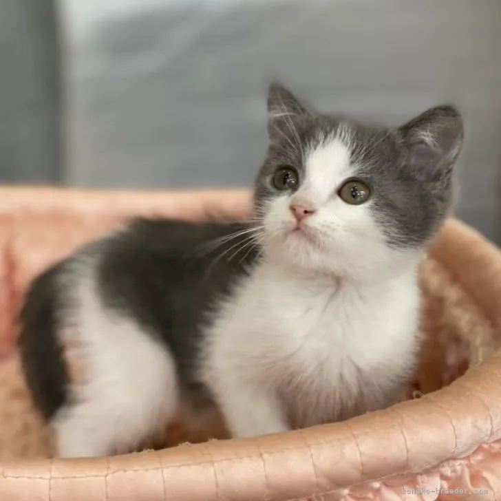 すち子 様のお迎えした子猫