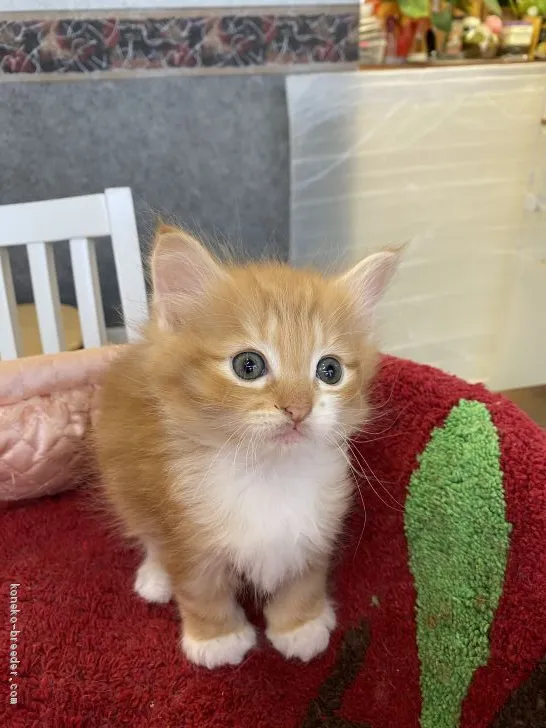ID：2101-00978の子猫