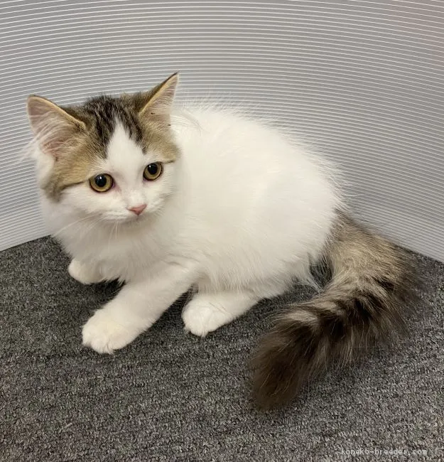 K 様のお迎えした子猫