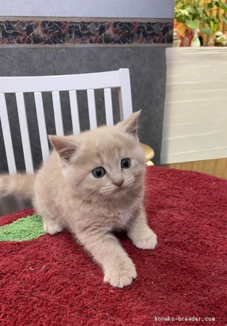 ID：2012-01180の子猫