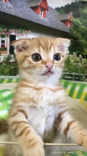 まっちゃん 様のお迎えした子猫