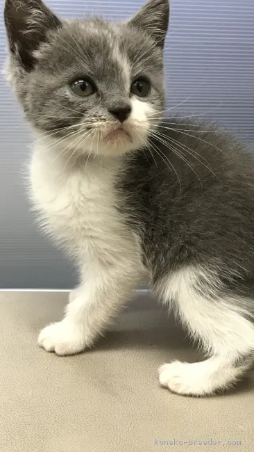 ID：1708-00380の子猫