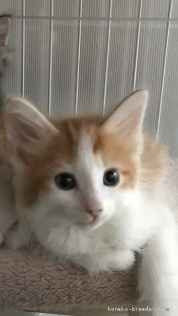 ジョンソン 様のお迎えした子猫