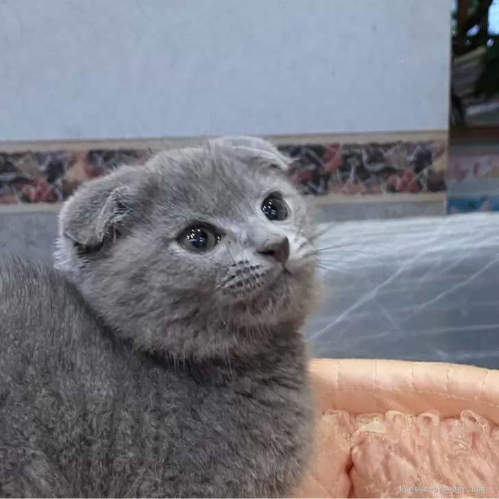 ID:2406-03644の子猫