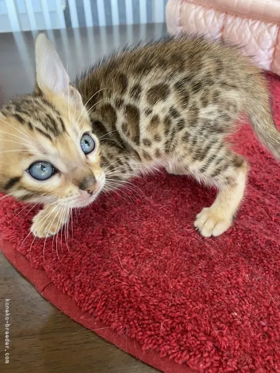 ID：2106-00088の子猫