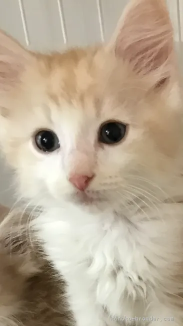 ID：1710-01162の子猫