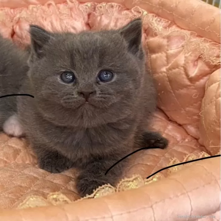 ID：2405-02309の子猫