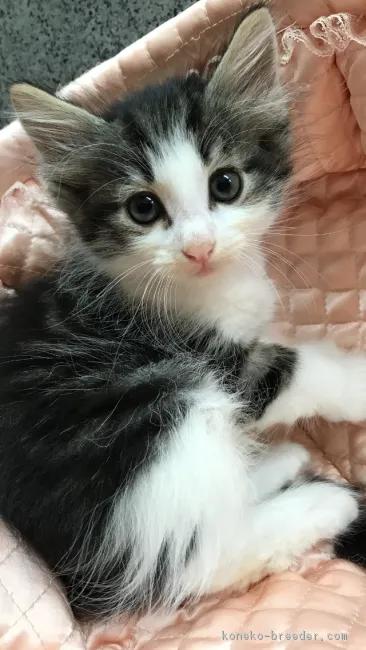 ゆうmama 様のお迎えした子猫