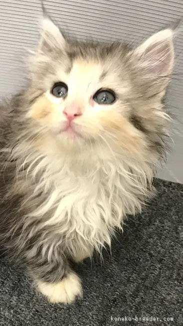 あんじゅのパパ 様のお迎えした子猫