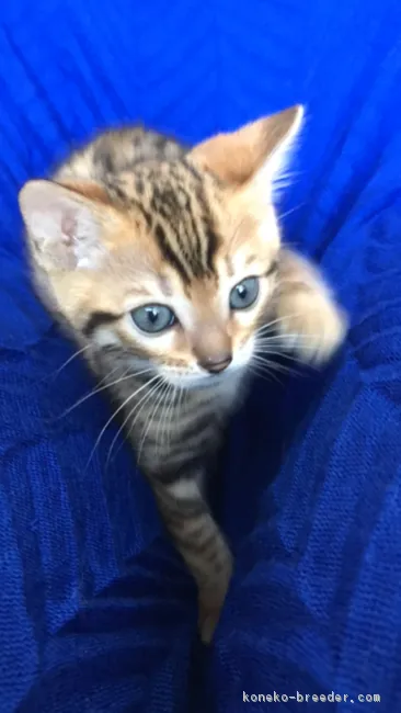 篠原由美 様のお迎えした子猫