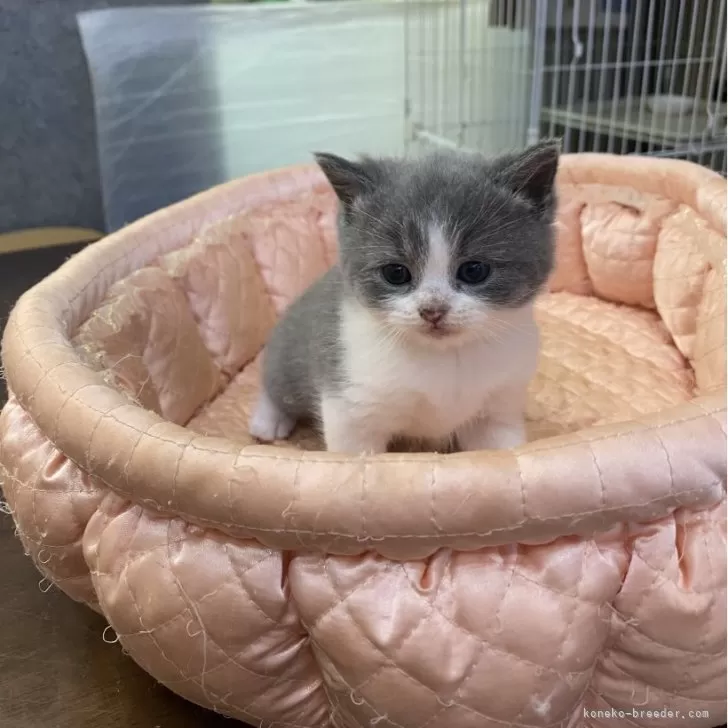 ID：2405-02308の子猫