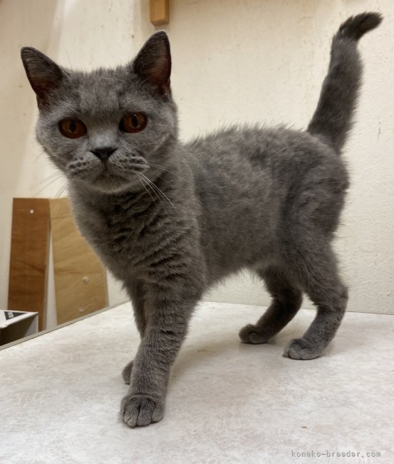 ブリティッシュショートヘア【・女の子・2023年1月31日・ブルー】