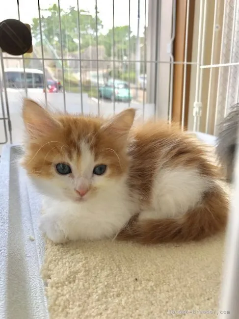 ID：1704-01262の子猫