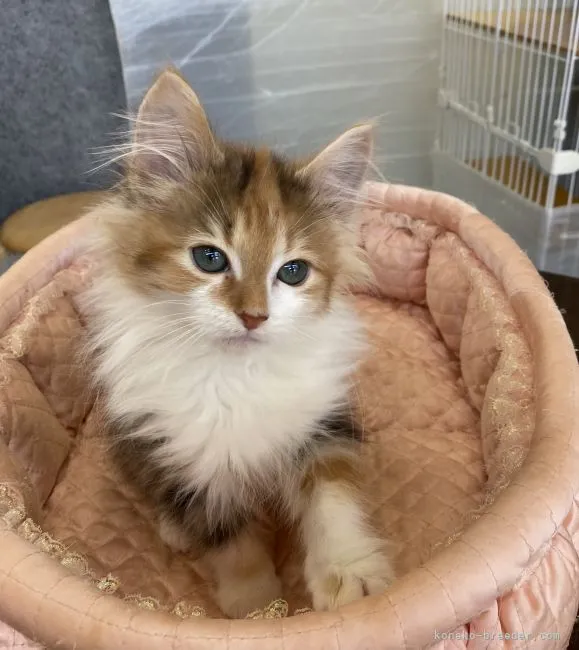 ID：2112-01966の子猫