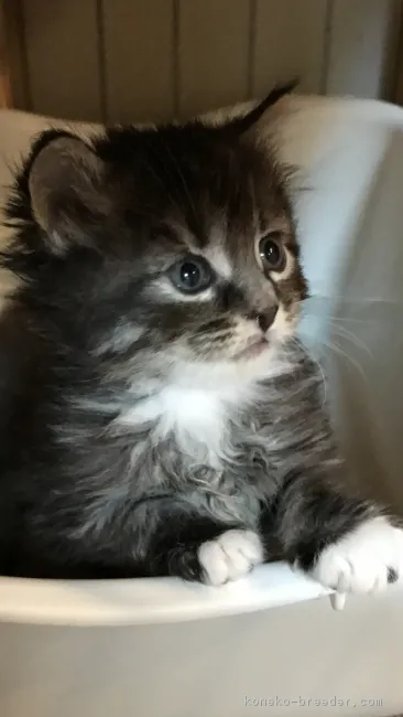 ID：1703-00563の子猫