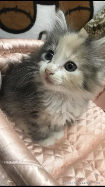 ID：1711-00132の子猫