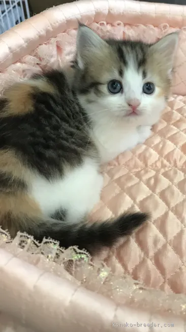 ID：2001-00024の子猫