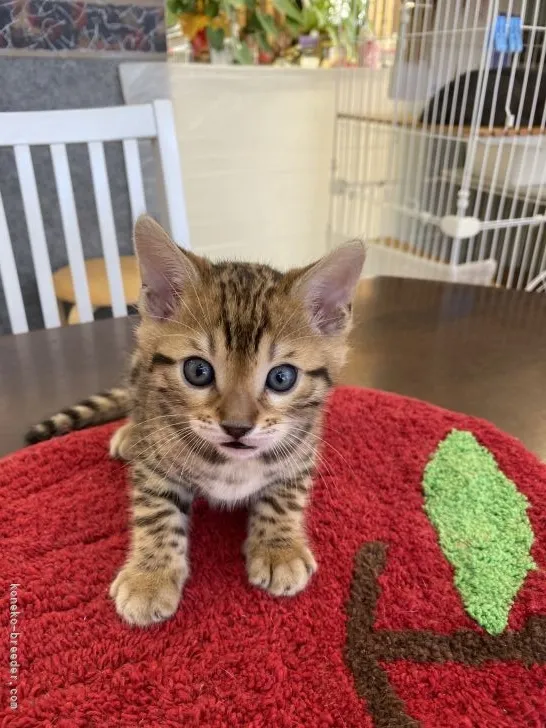 サム 様のお迎えした子猫