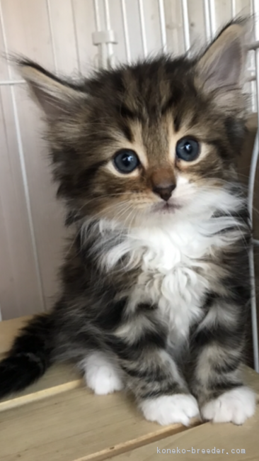 兄弟猫ちゃんのママ 様のお迎えした子猫