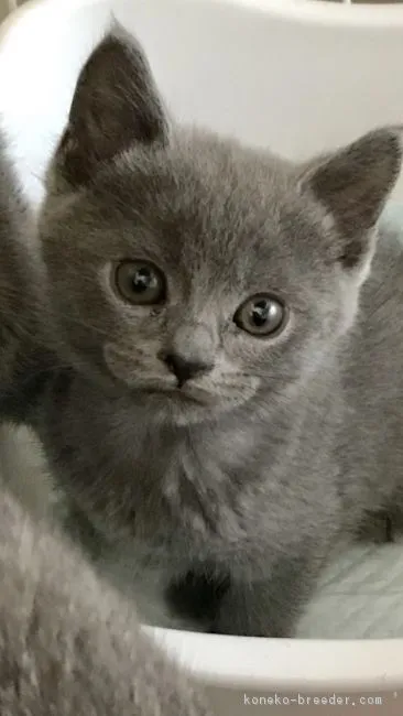ID:1805-00005の子猫