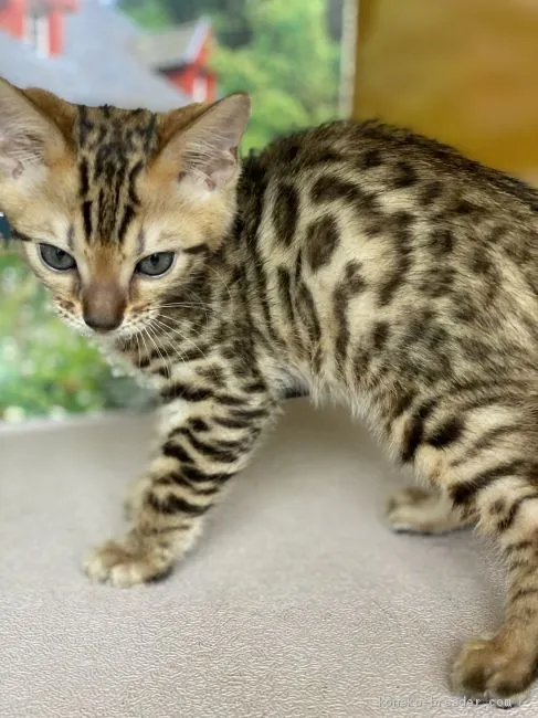 ID：2006-01570の子猫