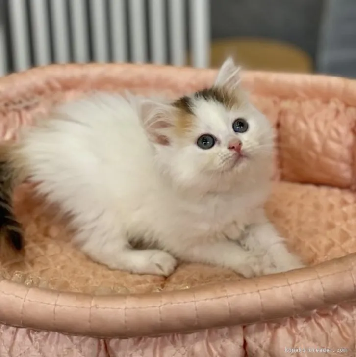 ID：2305-01584の子猫