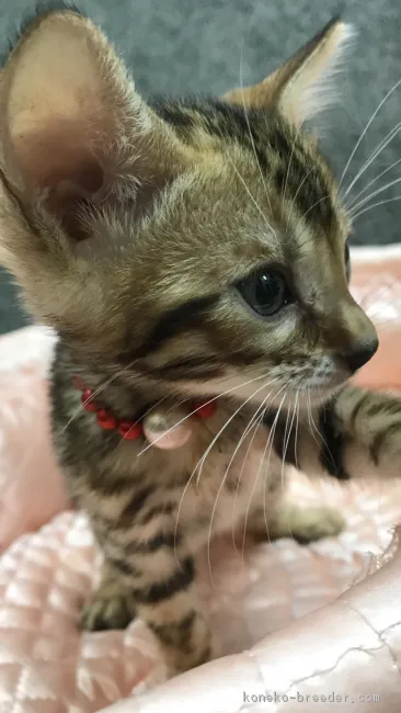 ID：1810-00966の子猫