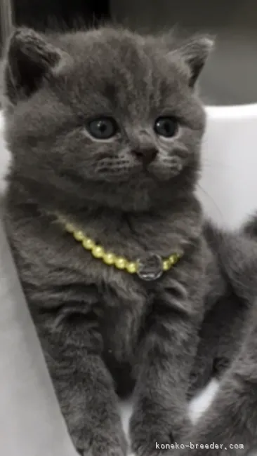 ID：1710-01050の子猫