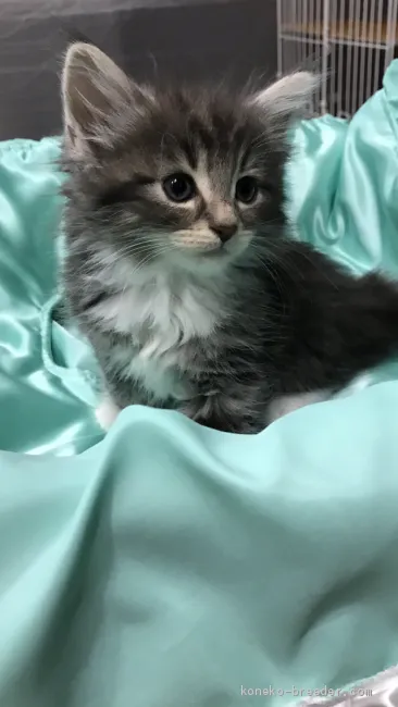 ID：1906-01084の子猫