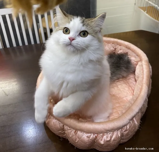 ID：2010-00158の子猫