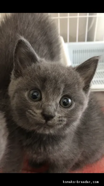ID:1805-00006の子猫