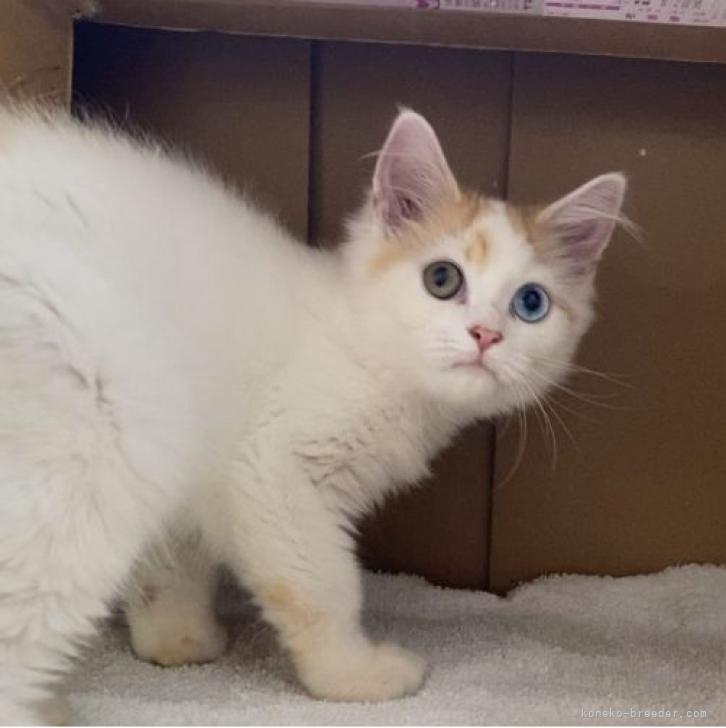 新発売 ふわふわだっこ 夢こねこ ターキッシュアンゴラ Nipojundiai Com Br 新発売 ふわふわだっこ 夢こねこ ターキッシュアンゴラ Nipojundiai Com Br