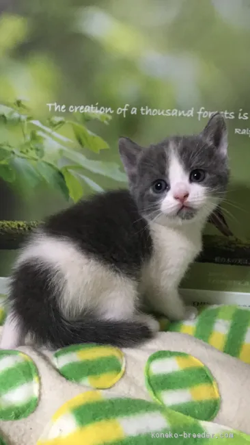 アオキンマン 様のお迎えした子猫