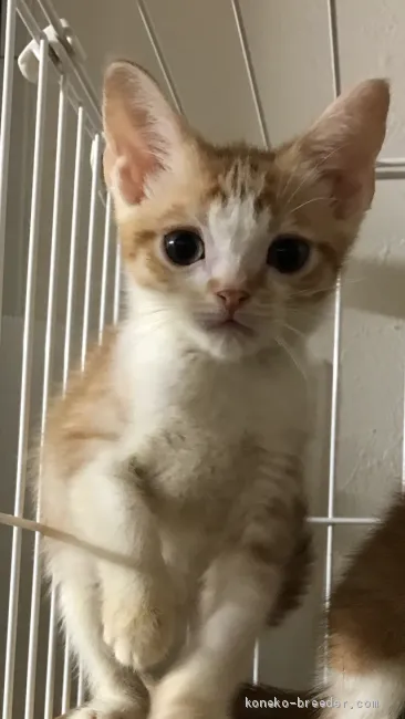 ID:1911-01121の子猫