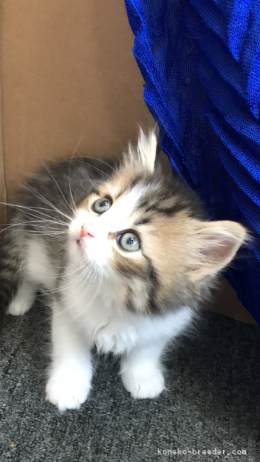 ラガマフィン 大阪府 女の子 18年5月9日 ブラウンタビー ホワイト 超 ふわふわ美猫 みんなの子猫ブリーダー 子猫id 1806 ラガマフィン 大阪府 女の子 18年5月9日 ブラウンタビー ホワイト 超 ふわふわ美猫 みんなの子猫ブリーダー 子猫id 1806