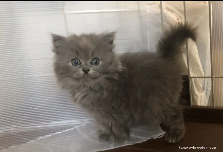 Kazzy 様のお迎えした子猫