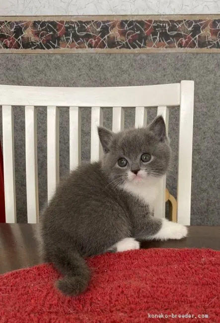 フミ 様のお迎えした子猫