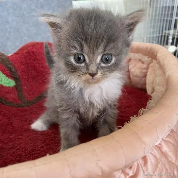 ID:2211-00399の子猫