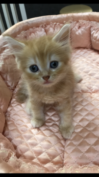 ラガマフィン【大阪府・男の子・2019年7月19日・レッドマッカレルダビー&ホワイト】の写真「💫愛嬌満点！人懐っこい僕にゃん💫」