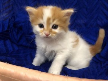 スコティッシュフォールド(立ち耳)【大阪府・男の子・2018年7月12日・レッド&ホワイト】の写真「😍ロングヘアのふわふわワンちゃんみたい！」