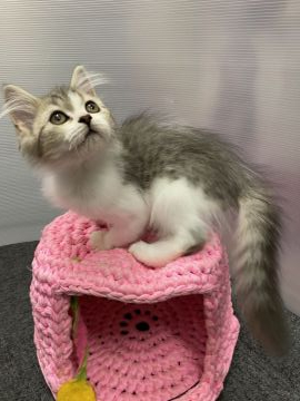 ラガマフィン【大阪府・女の子・2020年7月4日・ブラウンマッカレルタビー&ホワイト】の写真「💫遊んで遊んでの・かまってちゃん💫」