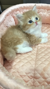 ラガマフィン【大阪府・男の子・2019年11月23日・レッドマッカレルダビー&ホワイト】の写真「✨💫 見惚れちゃいます・うっとり君💫」