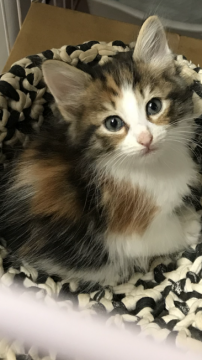 ノルウェージャンフォレストキャット【大阪府・女の子・2018年3月12日・キャリコ】の写真「✨綺麗💫可愛い✨」