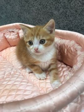 スコティッシュフォールド(立ち耳)【大阪府・男の子・2018年10月10日・レッドクラッシックタビー&ホワイト】の写真「😍お目目くりくり🌟！」