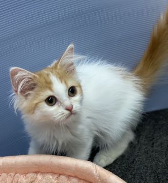 ラガマフィン【大阪府・男の子・2020年4月29日・レッドマッカレルタビー&ホワイト】の写真「💫イケメンニャンに成長中💫」