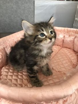 ノルウェージャンフォレストキャット【大阪府・男の子・2019年9月7日・ブラウンマッカレルタビー&ホワイト】の写真「✨ザ・雄君ワイルドボーイ✌️💫」