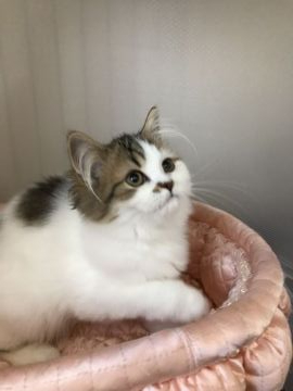 ラガマフィン【大阪府・女の子・2019年8月5日・ブラウンクラッシックダビー&ホワイト】の写真「✨💫性格美人な姫ちゃん💫✨」