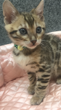 ベンガル【大阪府・男の子・2018年8月15日・ブラウンスポテッドタビー】の写真「✨イケメンで元気いっぱい✨」